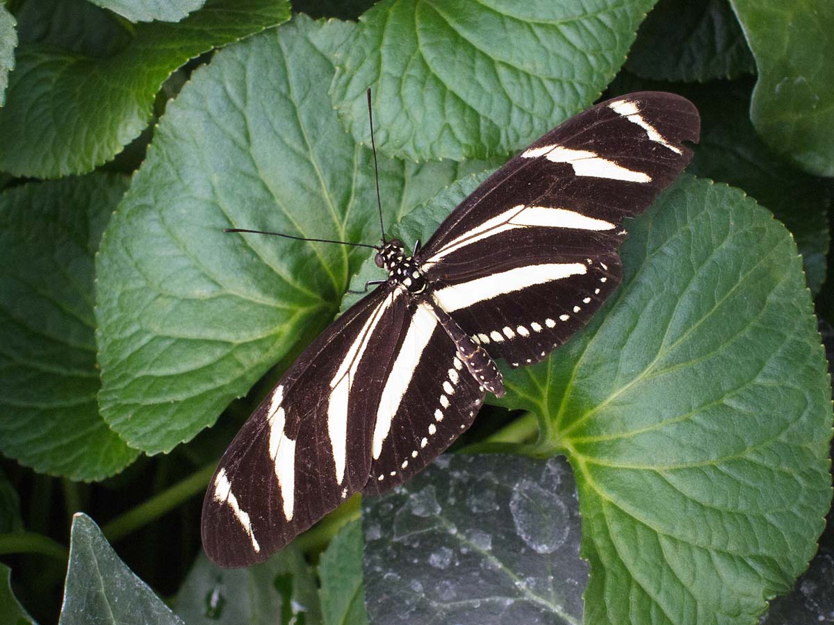 Wings of Mackinac Butterfly Conservatory, Mackinac Island, Michigan.  Click for next photo.
