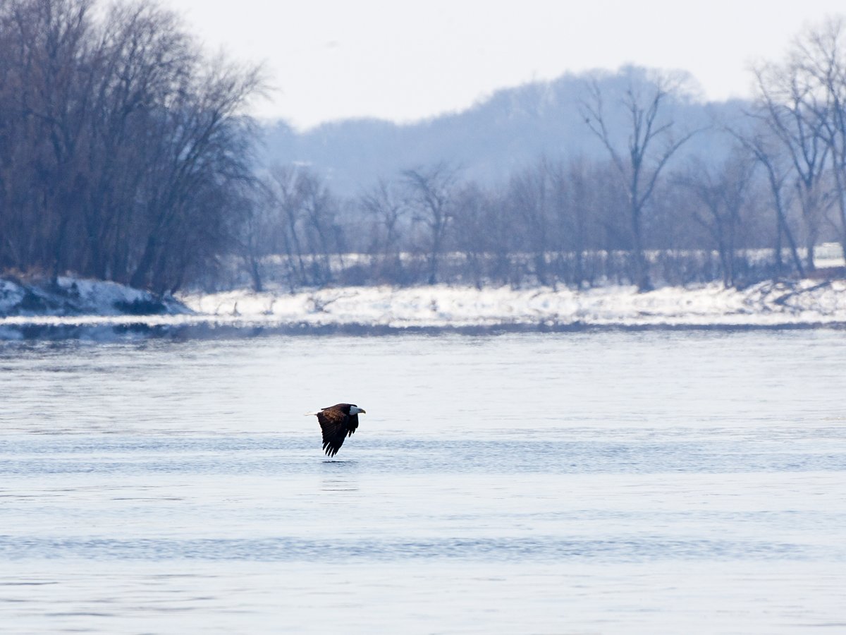 Eagle, Lock and Dam 18, Iowa/Illinois, January 2012.  Click for next photo.