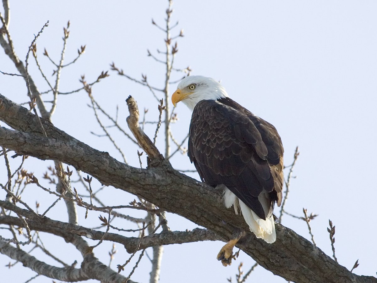 Eagle, Lock and Dam 18, Iowa/Illinois, January 2012.  Click for next photo.