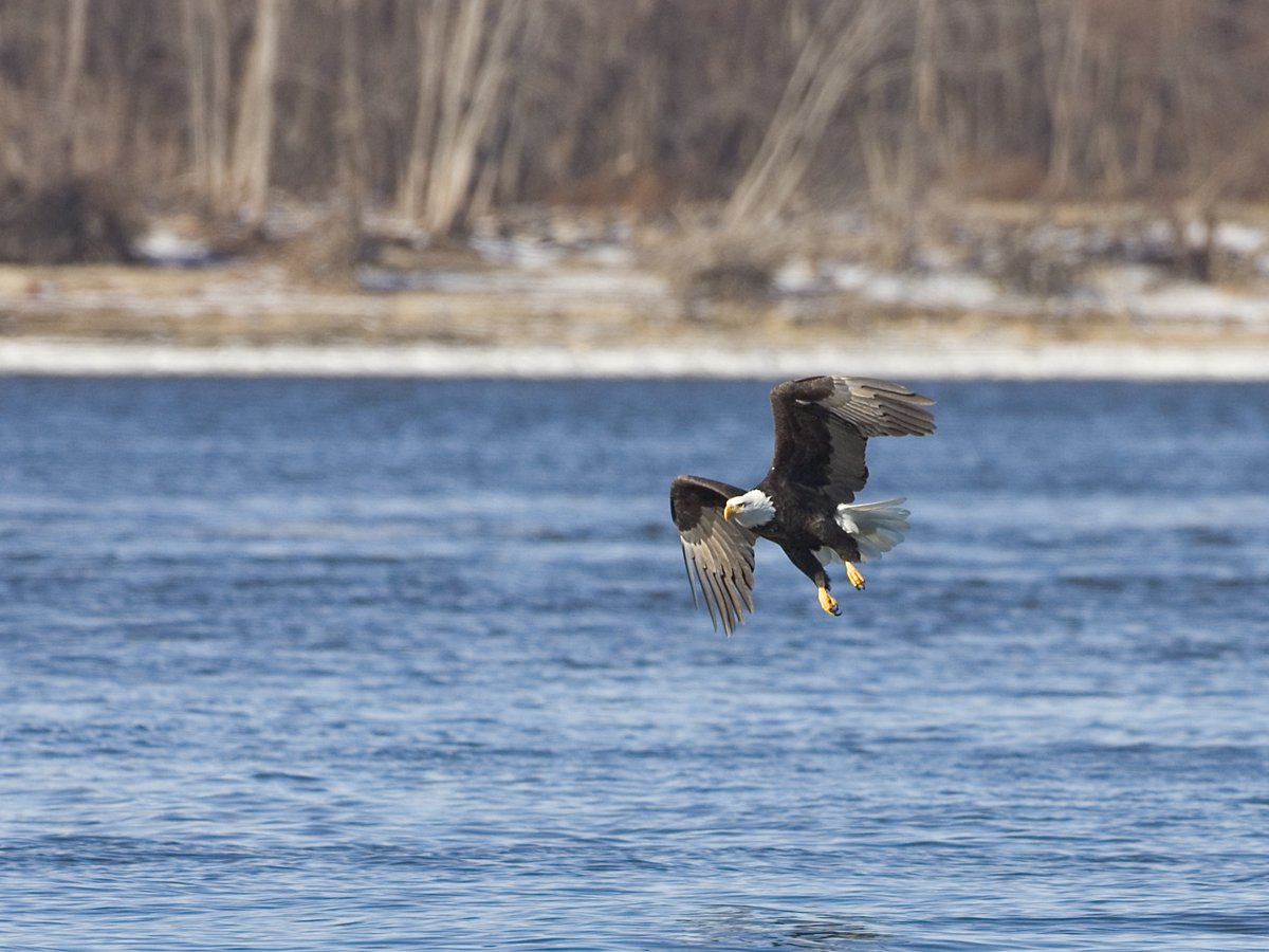 Eagle over the river, Lock and Dam 18, Iowa/Illinois, January 2012.  Click for next photo.