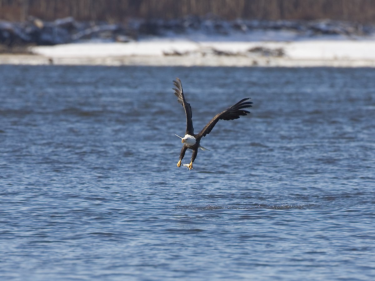 Eagle over the river, Lock and Dam 18, Iowa/Illinois, January 2012.  Click for next photo.