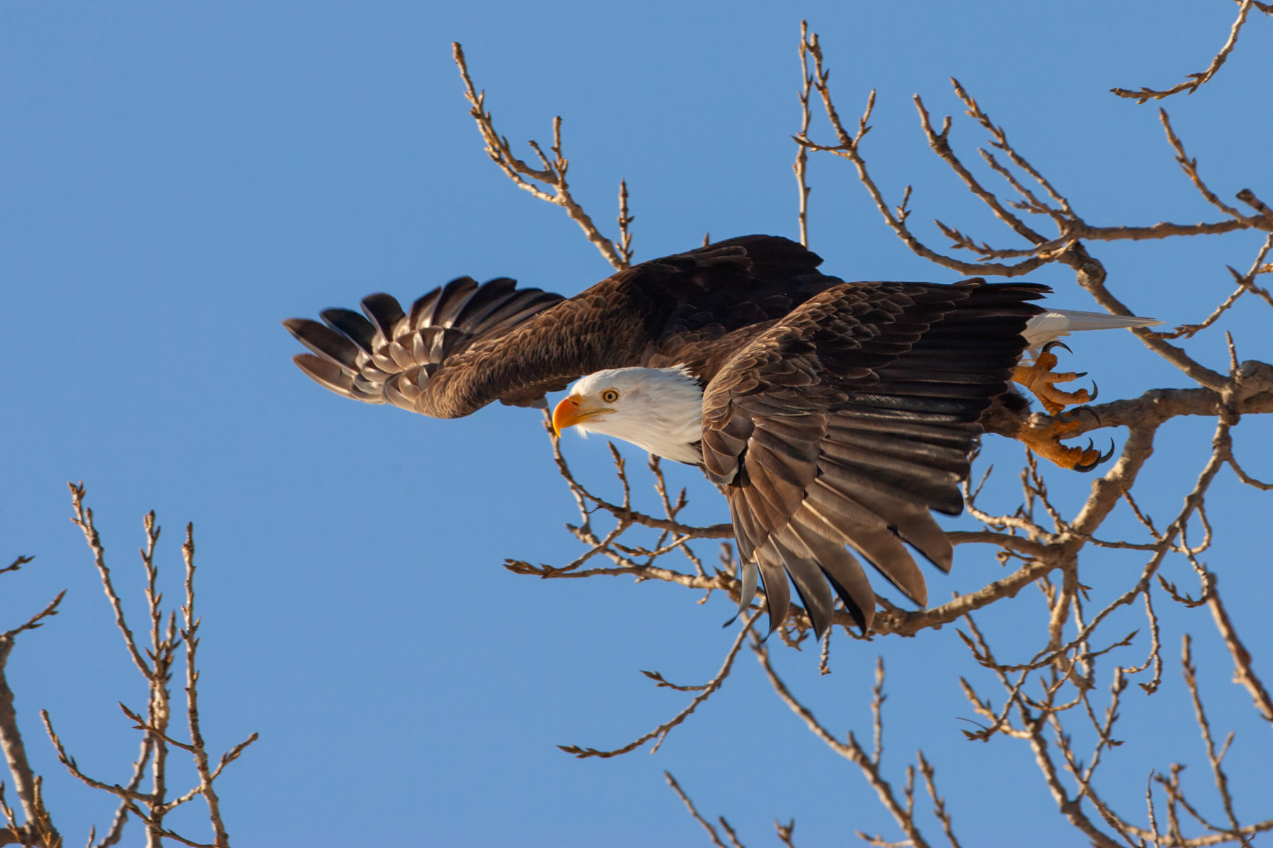 Bald Eagle, Keokuk, Iowa.  Click for next photo.