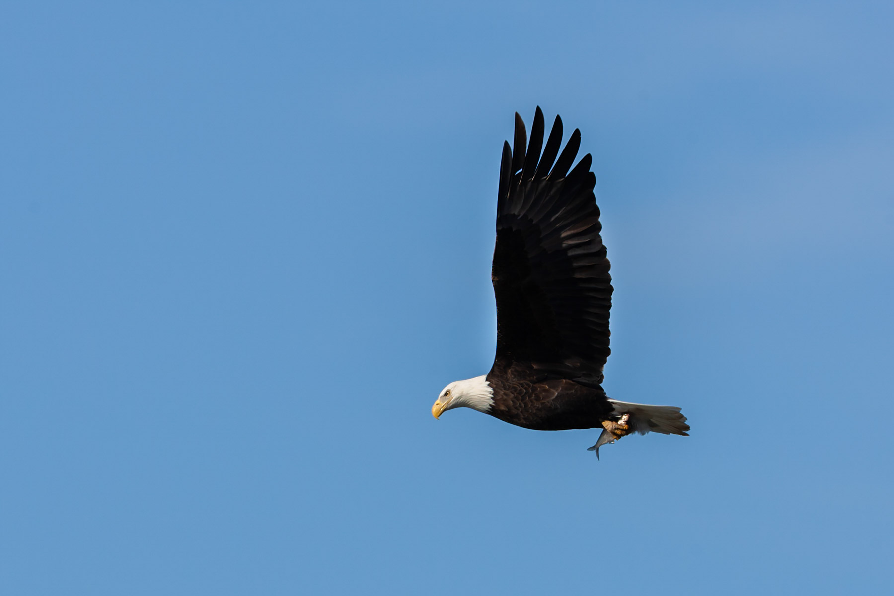 Eagle with a fish, Lock and Dam 18, Iowa/Illinois.  Click for next photo.