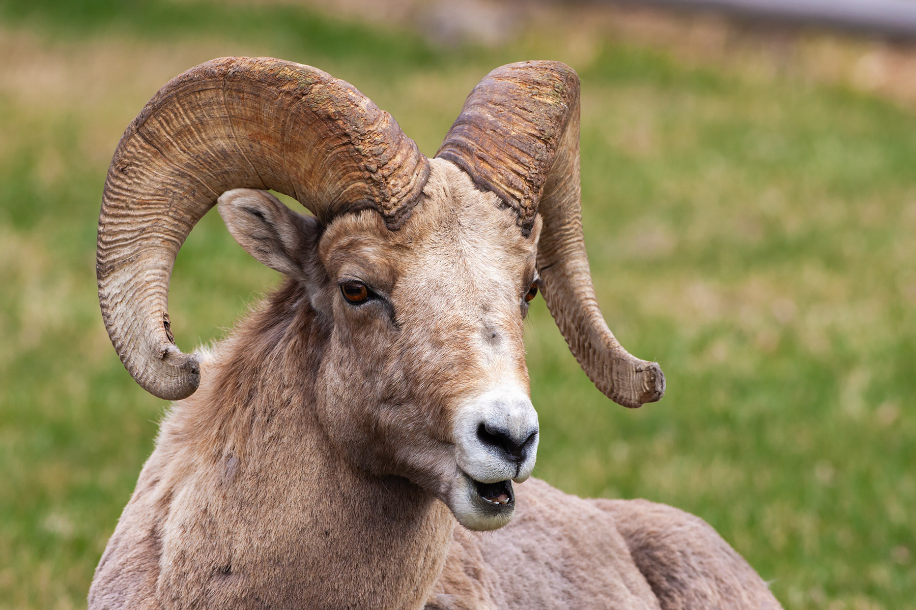 Bighorn, Custer State Park.  Click for next photo.