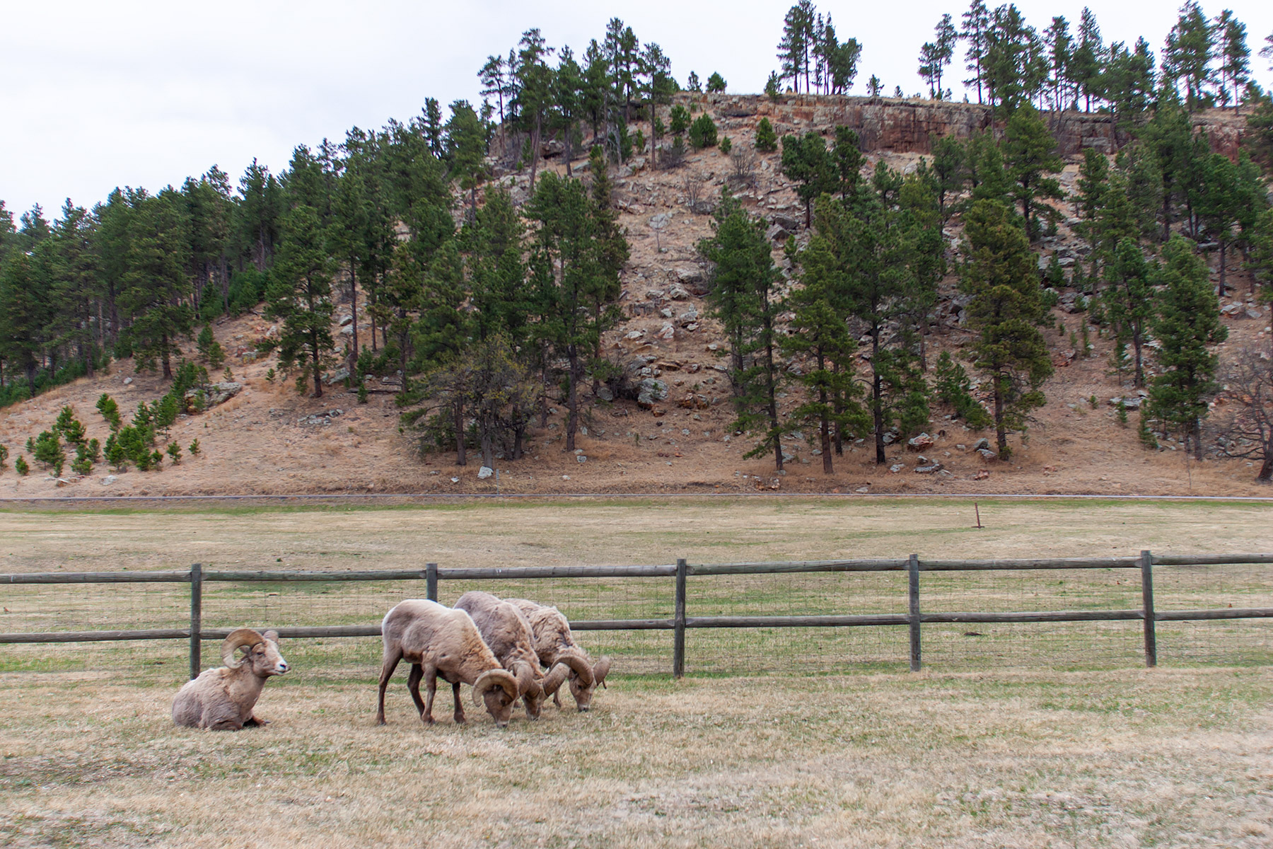 Bighorns, Custer State Park.  Click for next photo.