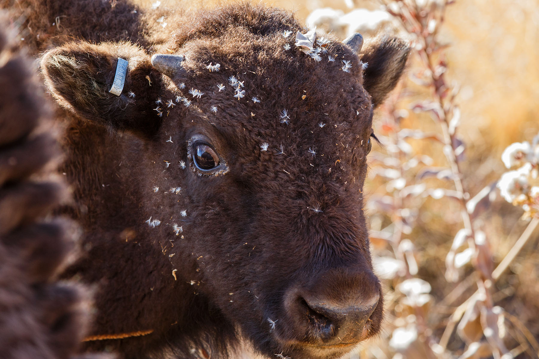 Young bison, Custer State Park.  Click for next photo.