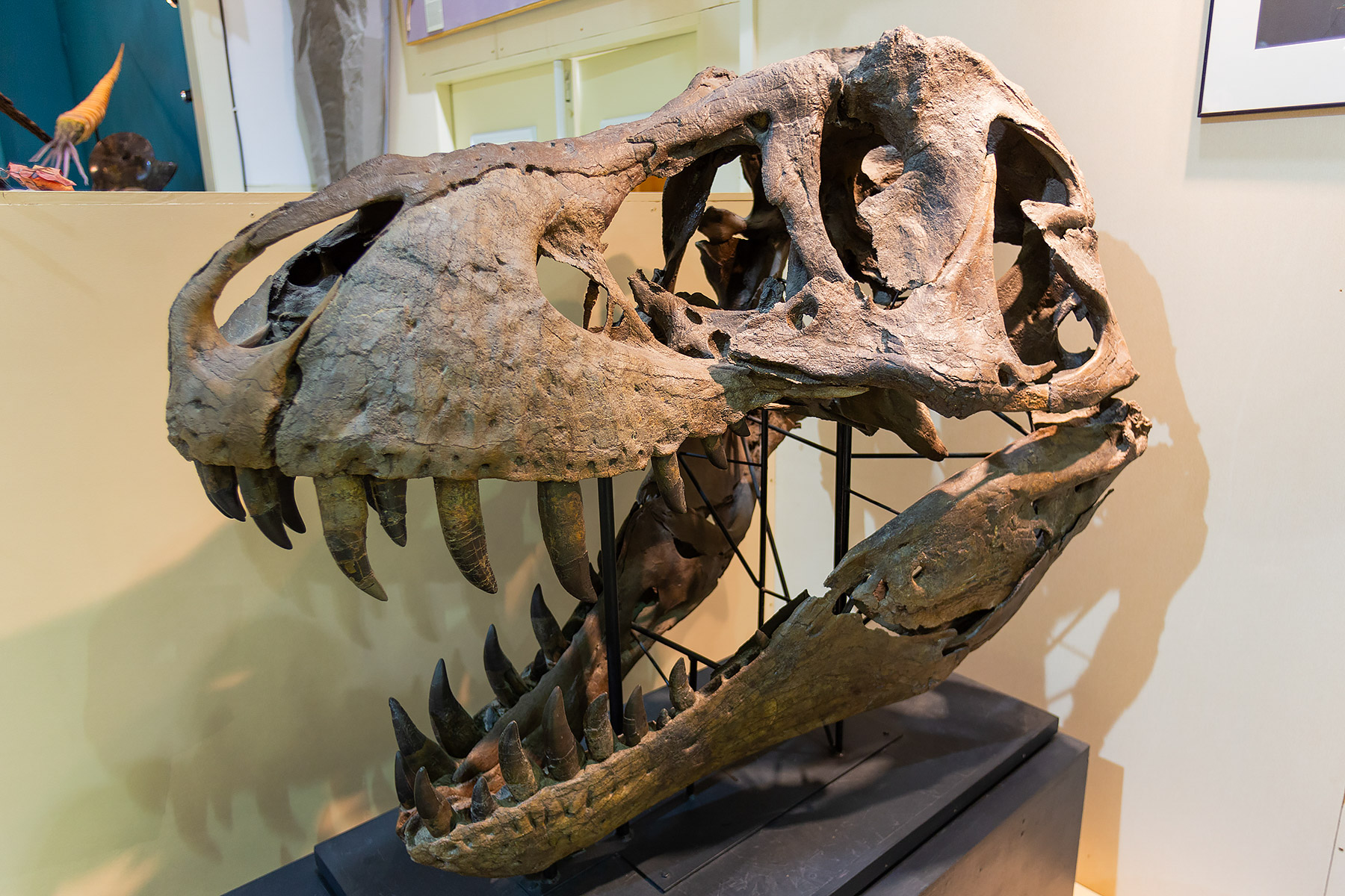 The Tyrannosaurus Rex skull is too heavy to mount on the skeleton, so this is Stan�s skull, Black Hills Institute, Hill City.    Click for next photo.