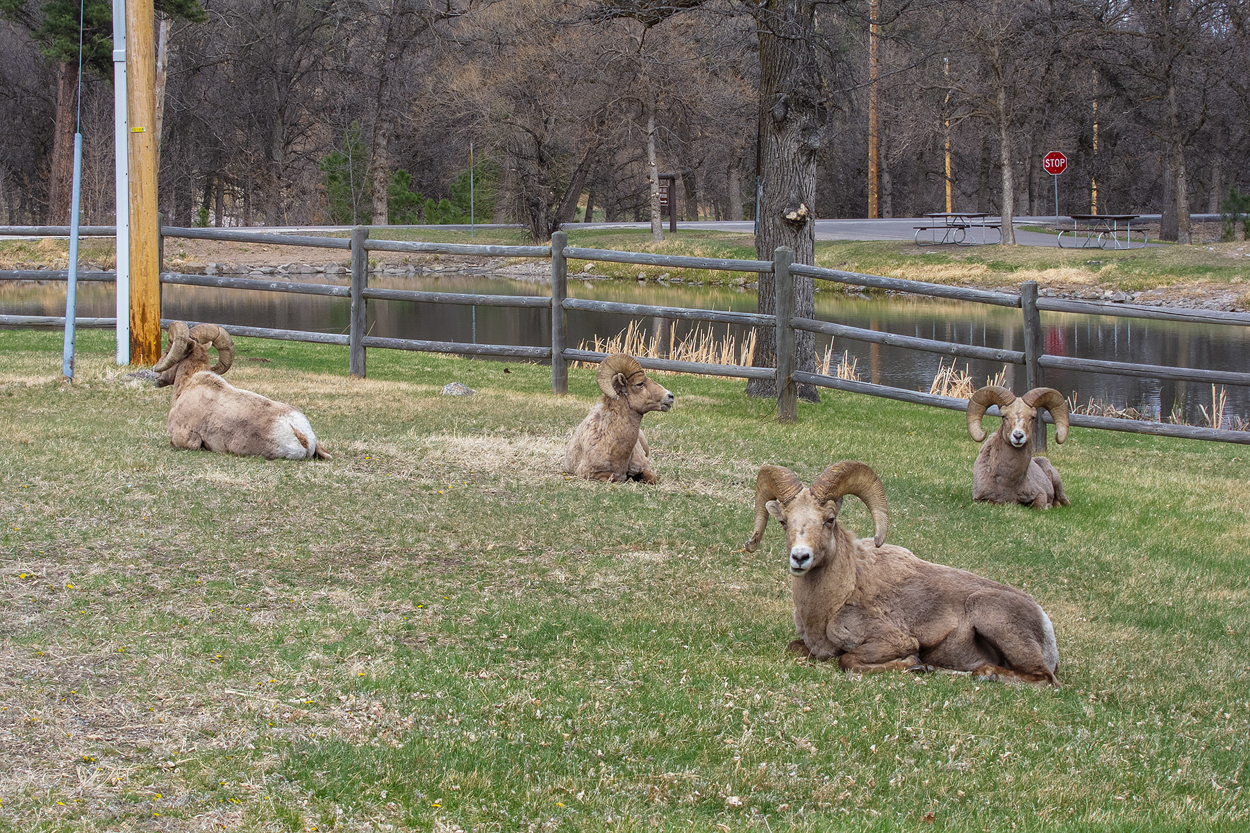 Bighorns, Custer State Park.  Click for next photo.