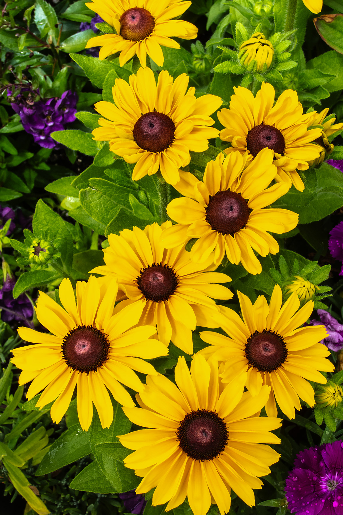 Chicago Botanic Garden.  Click for next photo.