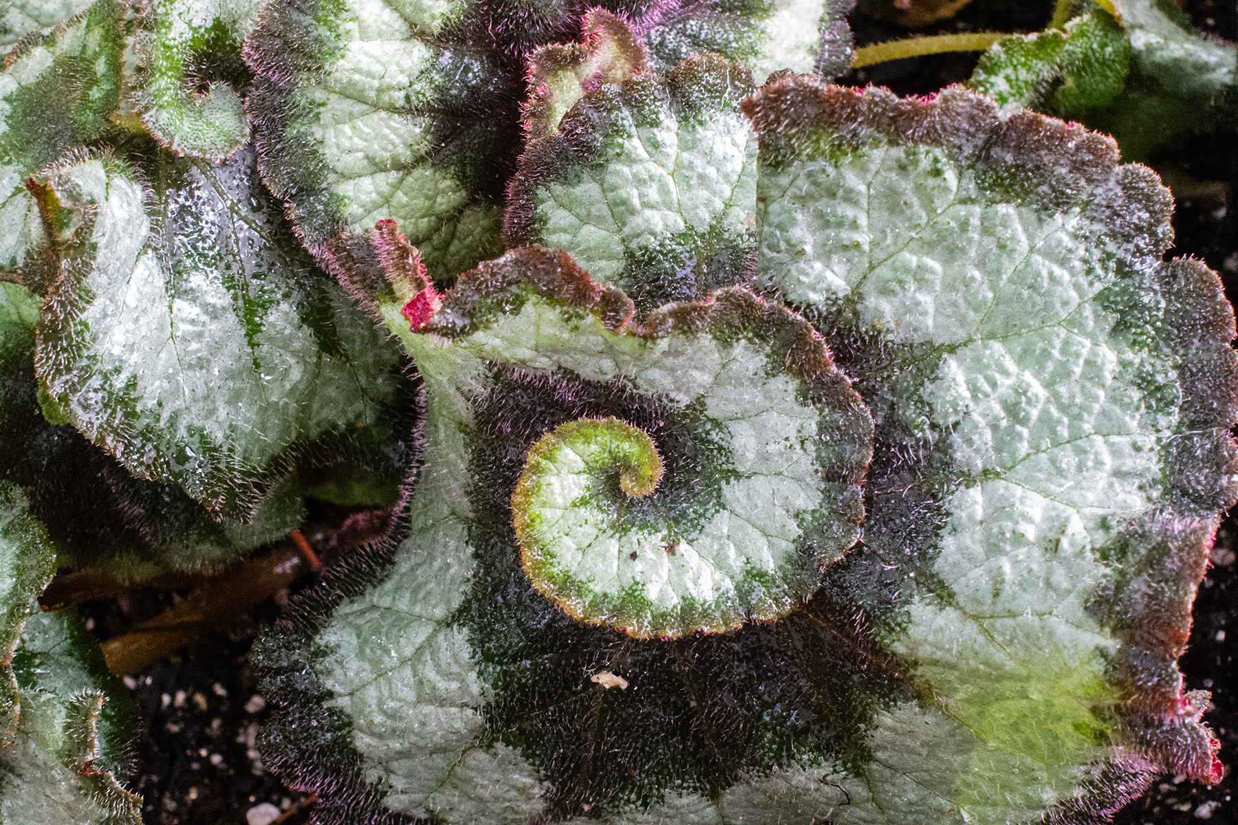 Chicago Botanic Garden.  Click for next photo.