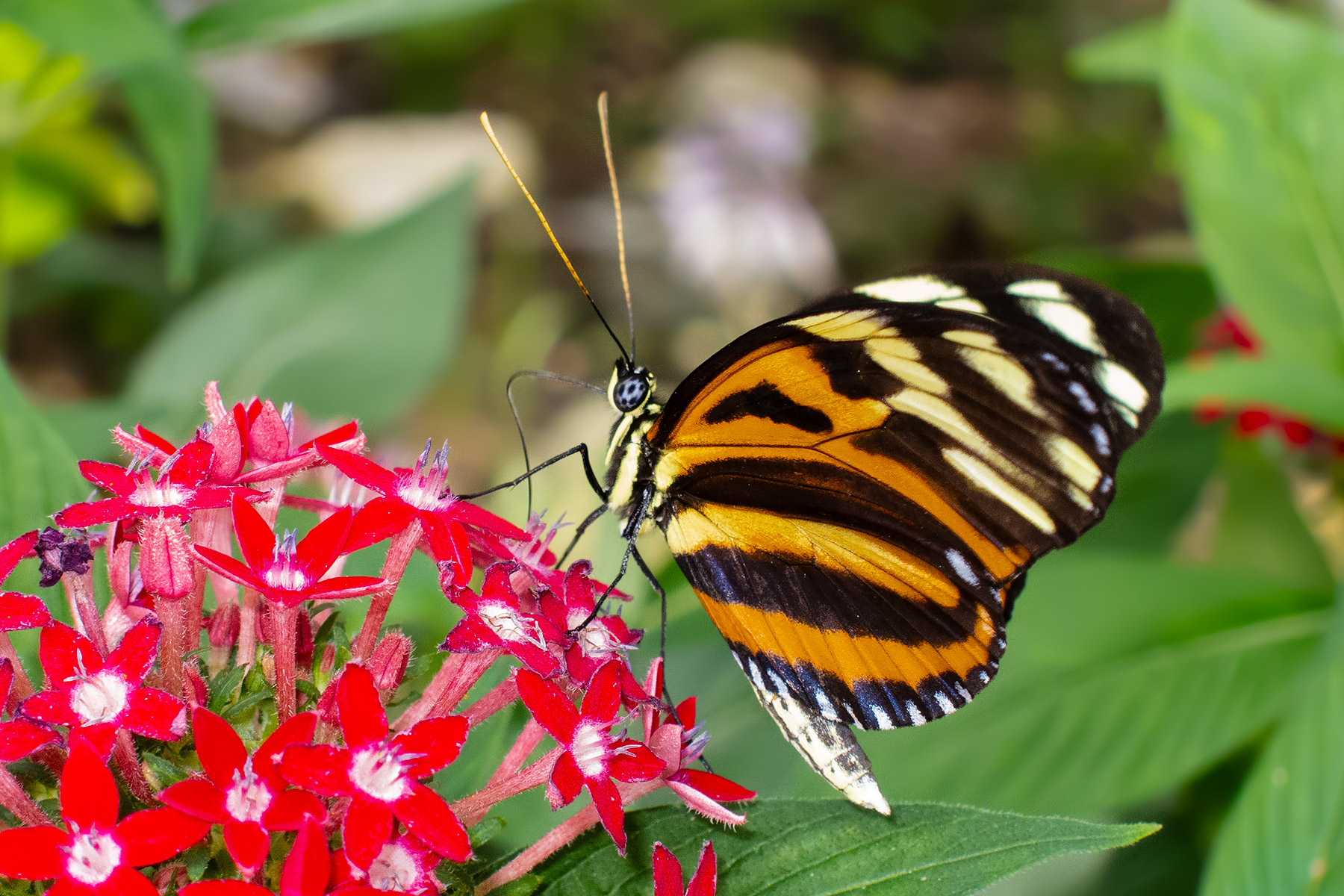 Wings of Mackinac Butterfly Conservatory, Mackinac Island, Michigan.  Click for next photo.