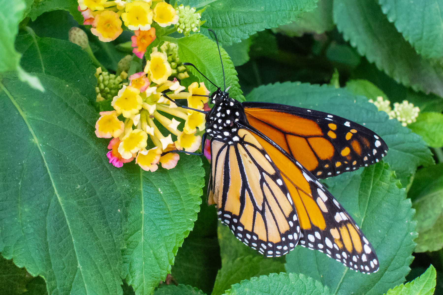 Wings of Mackinac Butterfly Conservatory, Mackinac Island, Michigan.  Click for next photo.