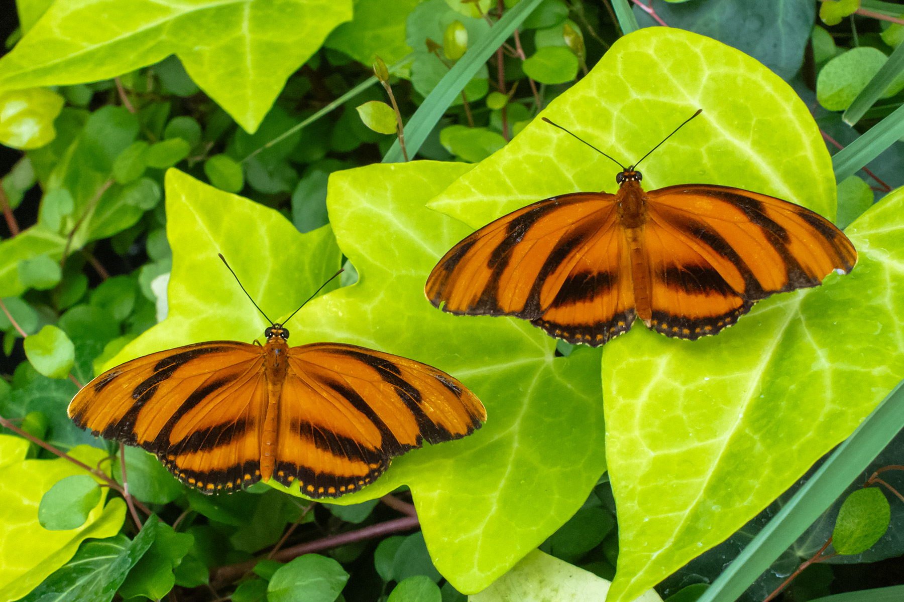 Wings of Mackinac Butterfly Conservatory, Mackinac Island, Michigan.  Click for next photo.