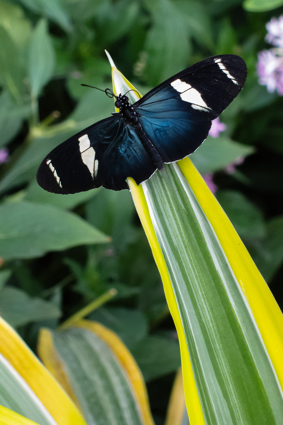 Wings of Mackinac Butterfly Conservatory, Mackinac Island, Michigan.  Click for next photo.