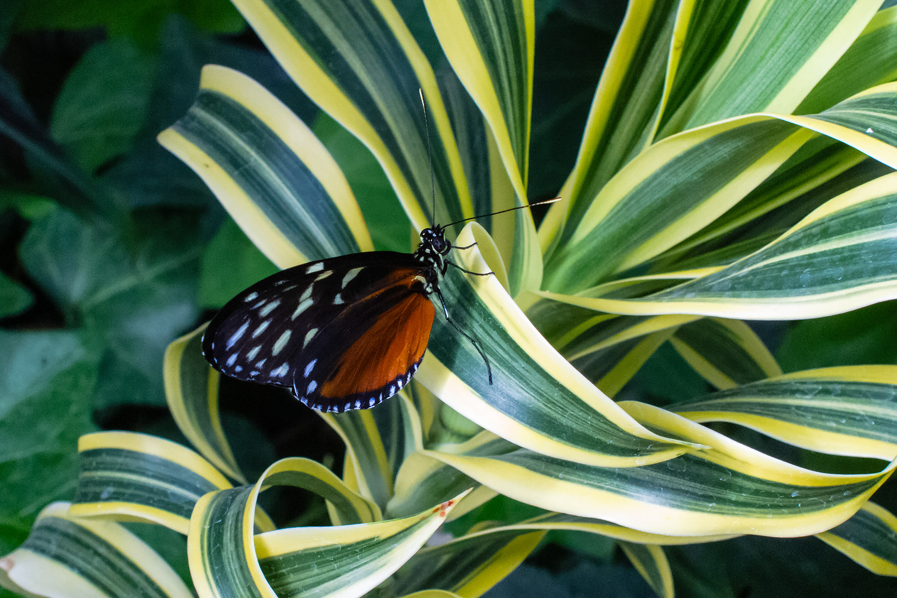 Wings of Mackinac Butterfly Conservatory, Mackinac Island, Michigan.  Click for next photo.