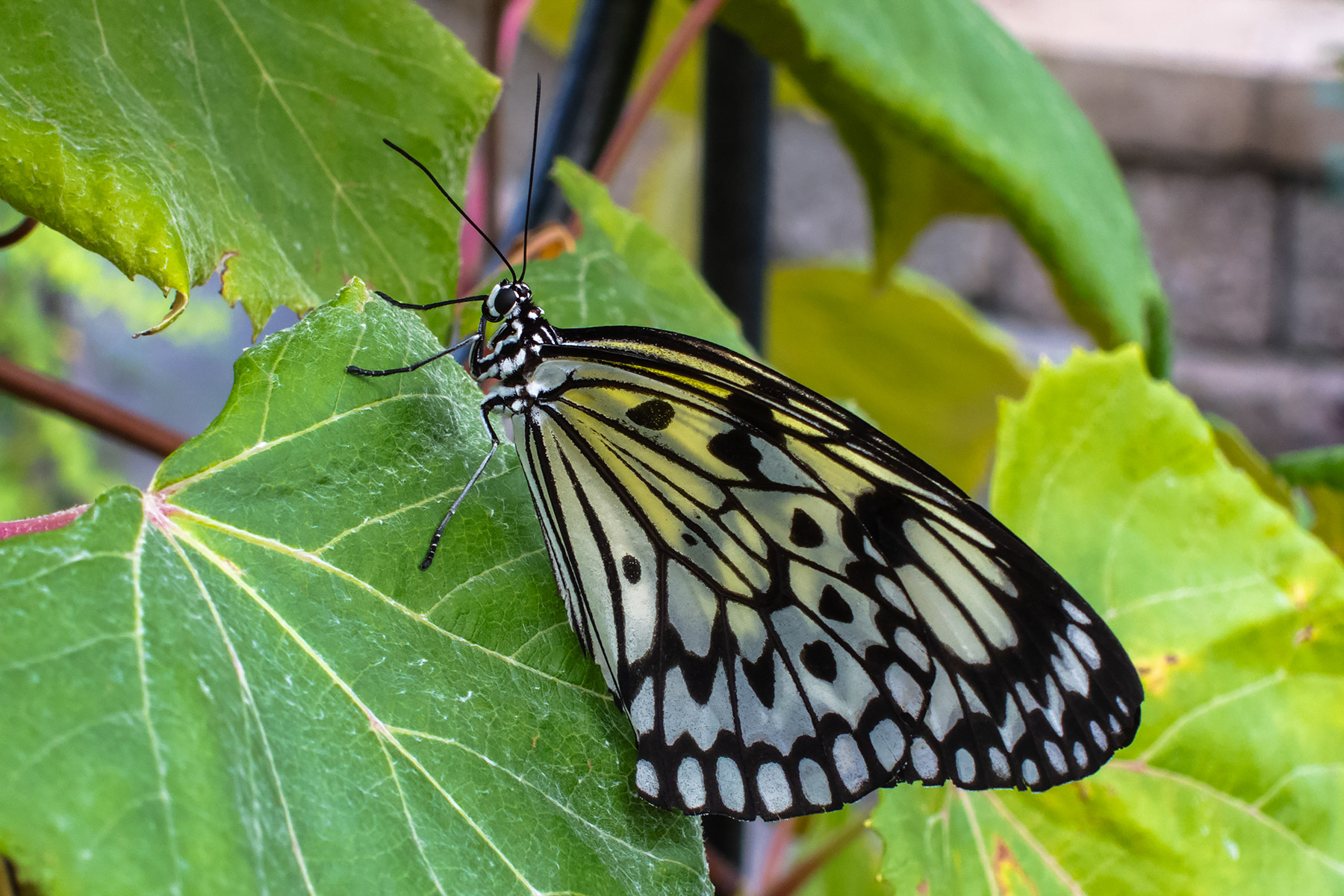 Wings of Mackinac Butterfly Conservatory, Mackinac Island, Michigan.  Click for next photo.