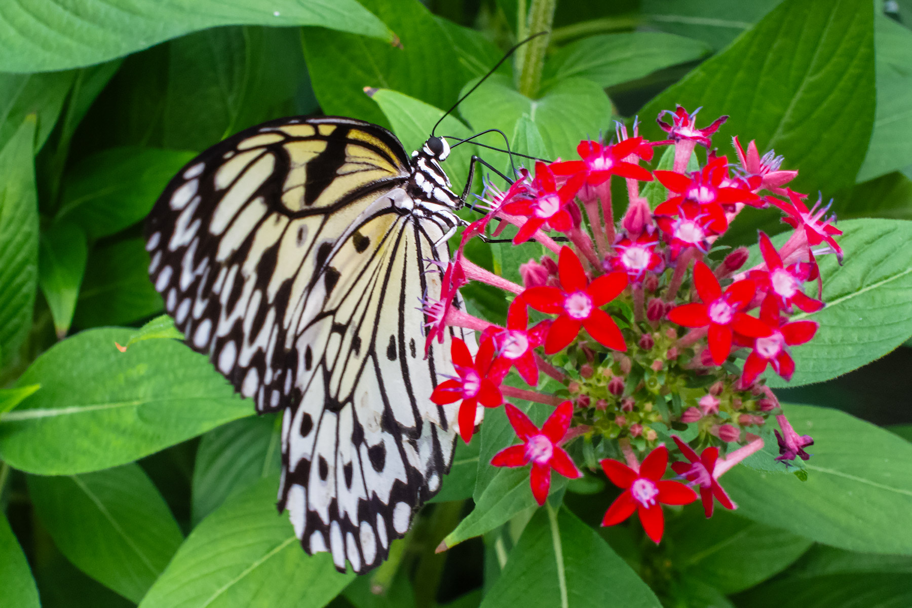 Wings of Mackinac Butterfly Conservatory, Mackinac Island, Michigan.  Click for next photo.