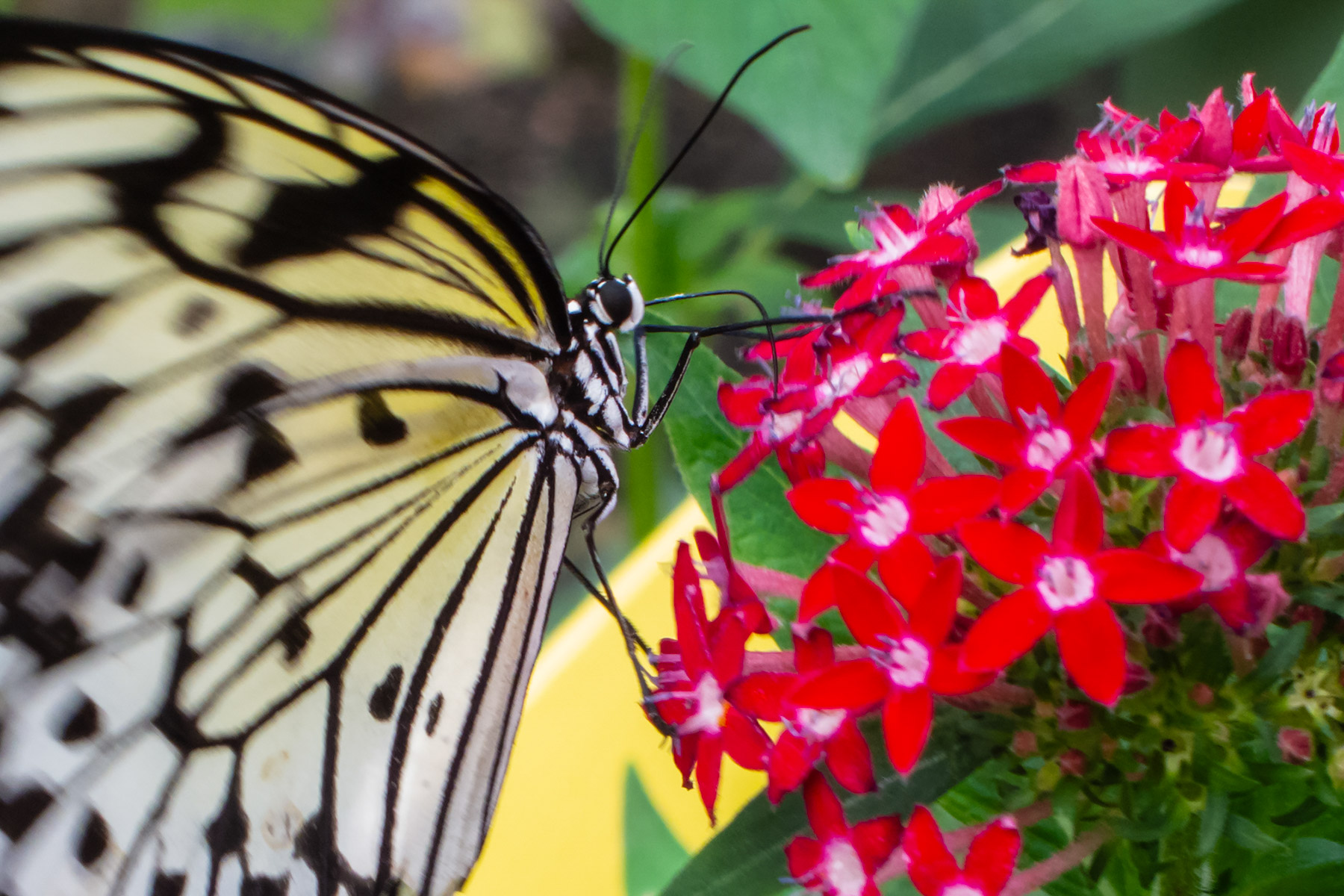 Wings of Mackinac Butterfly Conservatory, Mackinac Island, Michigan.  Click for next photo.
