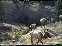 Trailcam picture of elk, Wind Cave National Park, April 25.