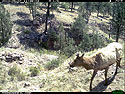 Trailcam picture of elk, Wind Cave National Park, May 7.