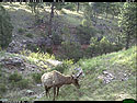 Trailcam picture of elk, Wind Cave National Park, May 22.