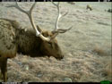 Elk, trail camera in Wind Cave National Park, February 2012.