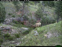 Trailcam picture of elk, Wind Cave National Park, May 28.