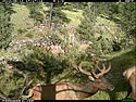 Trailcam picture of elk, Wind Cave National Park, June 12.