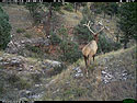 Trailcam picture of elk, Wind Cave National Park, September 4.