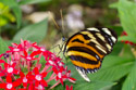 Wings of Mackinac Butterfly Conservatory, Mackinac Island, Michigan.