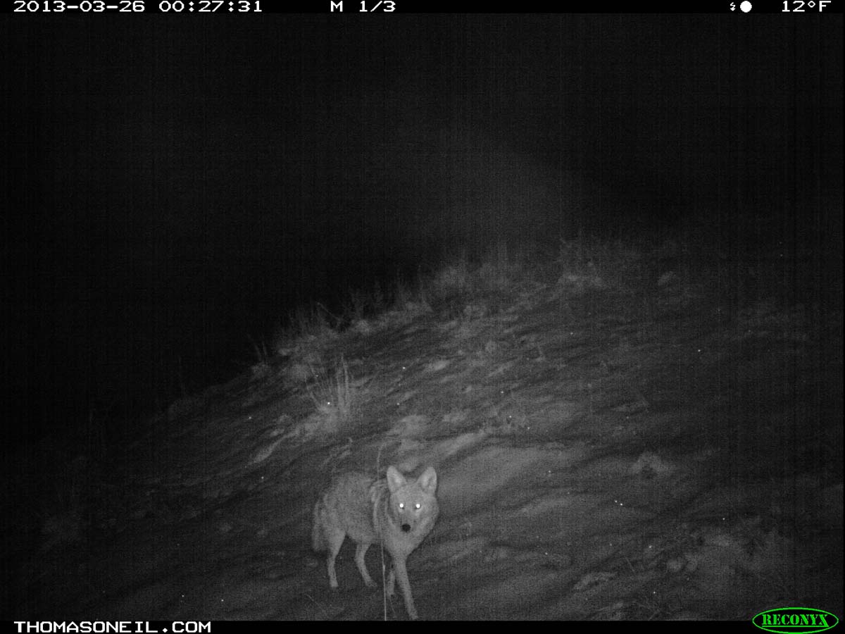 Coyote on trail camera, Wind Cave National Park, South Dakota.  Click for next photo.