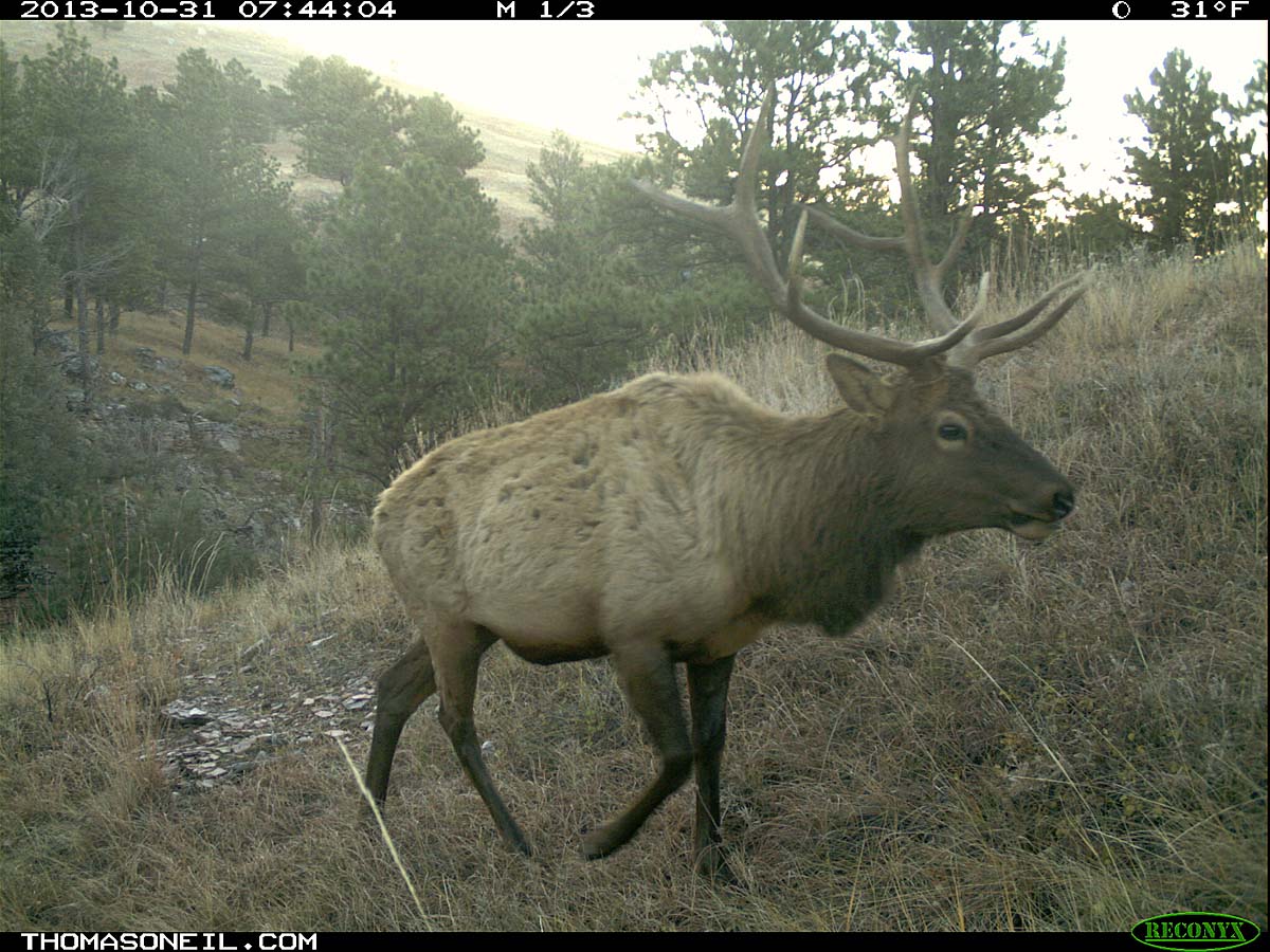 Elk on trail camera, Wind Cave National Park, South Dakota, Oct. 31, 2013.  Click for next photo.
