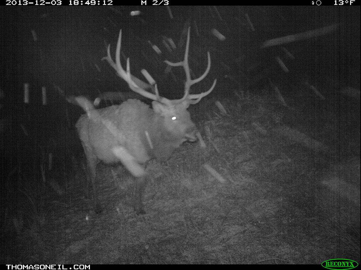 Elk on trail camera, Wind Cave National Park, South Dakota, Dec. 3, 2013.  Click for next photo.