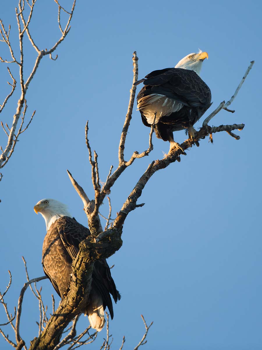 Bald eagles roosting at sunset, Hamilton, Illinois, January 2013.  Click for next photo.