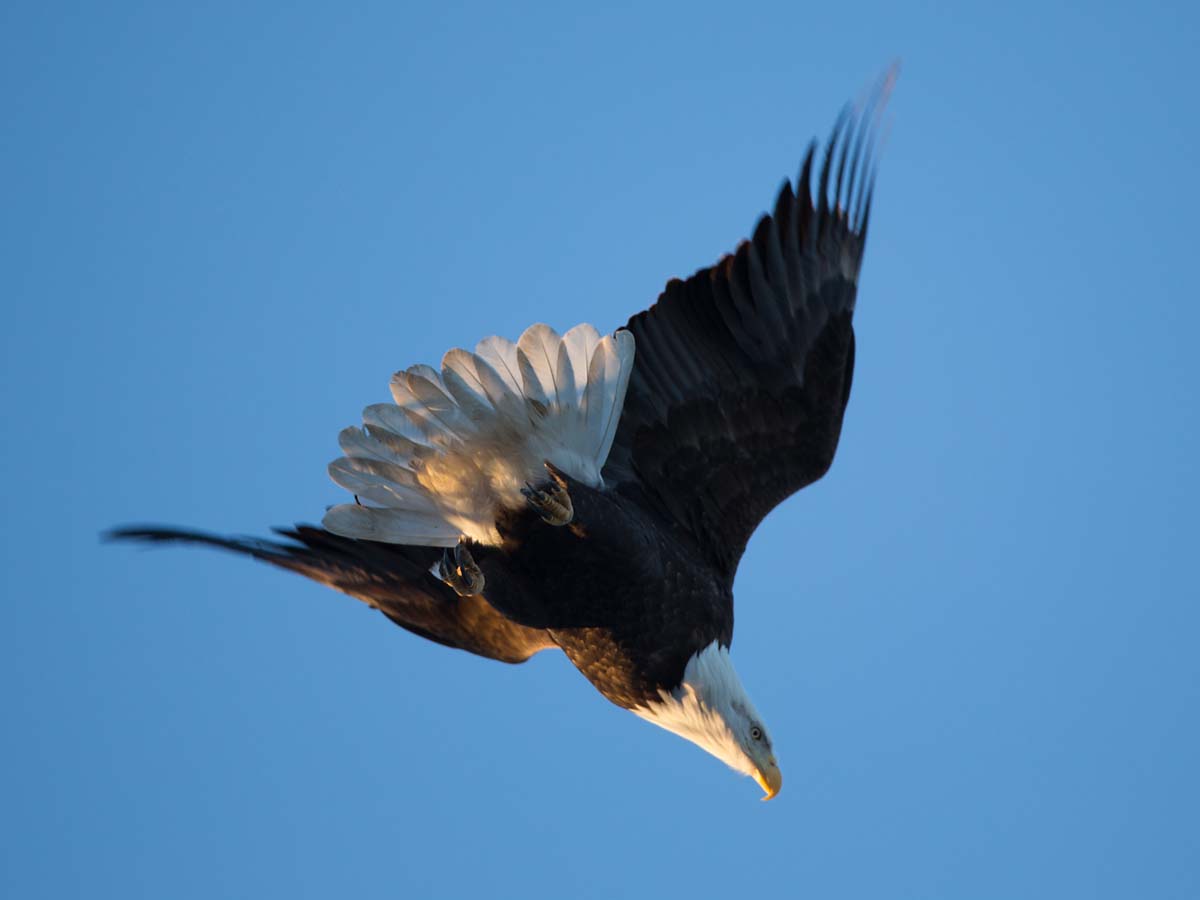 Bald eagle, Hamilton, Illinois, January 2013.  Click for next photo.