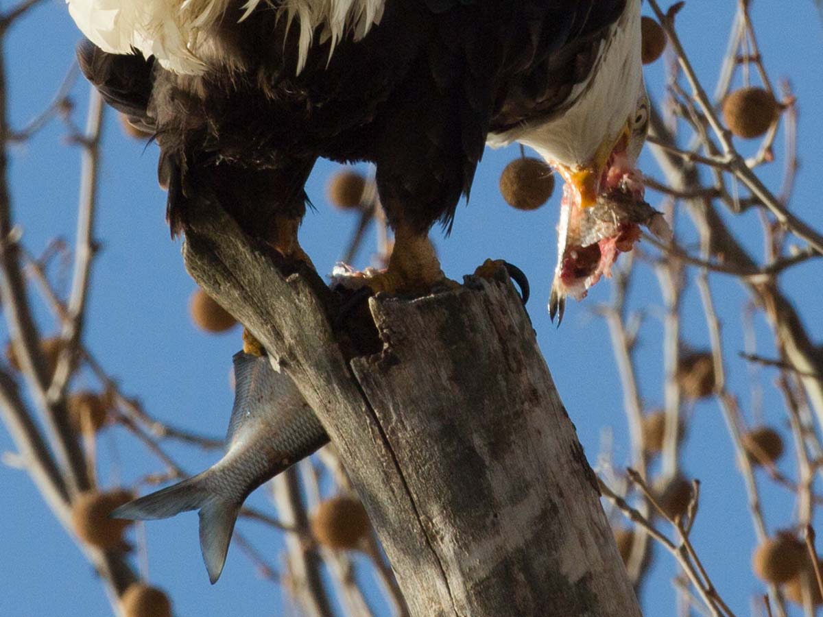 Bald eagle tearing apart a fish, Ft. Madison, Iowa, January 2013.  Click for next photo.