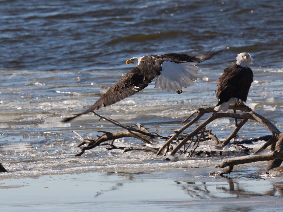 Bald eagles on the frozen Mississippi River shore, Ft. Madison, Iowa, January 2013.  Click for next photo.