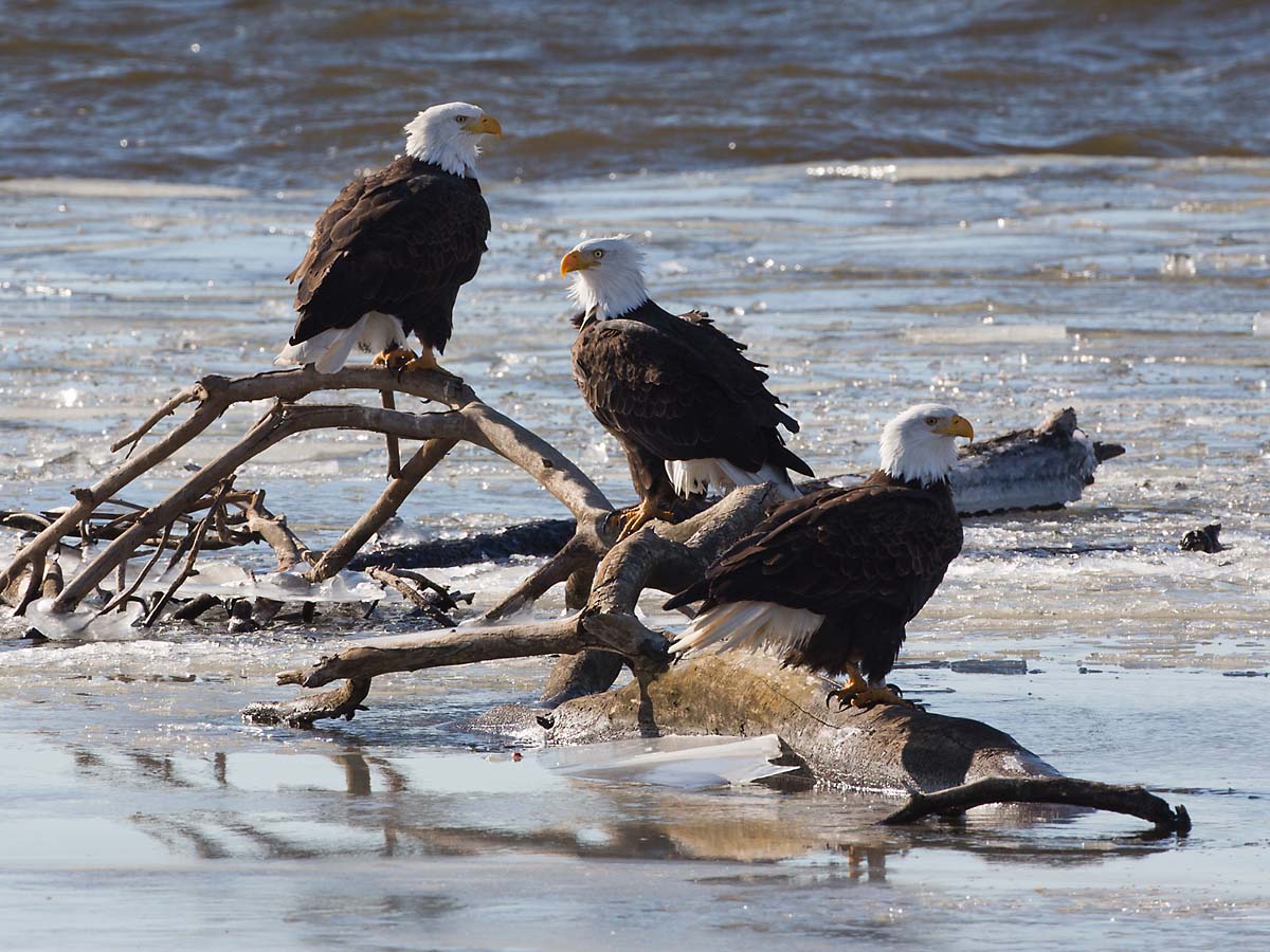 Bald eagles on the frozen Mississippi River shore, Ft. Madison, Iowa, January 2013.  Click for next photo.