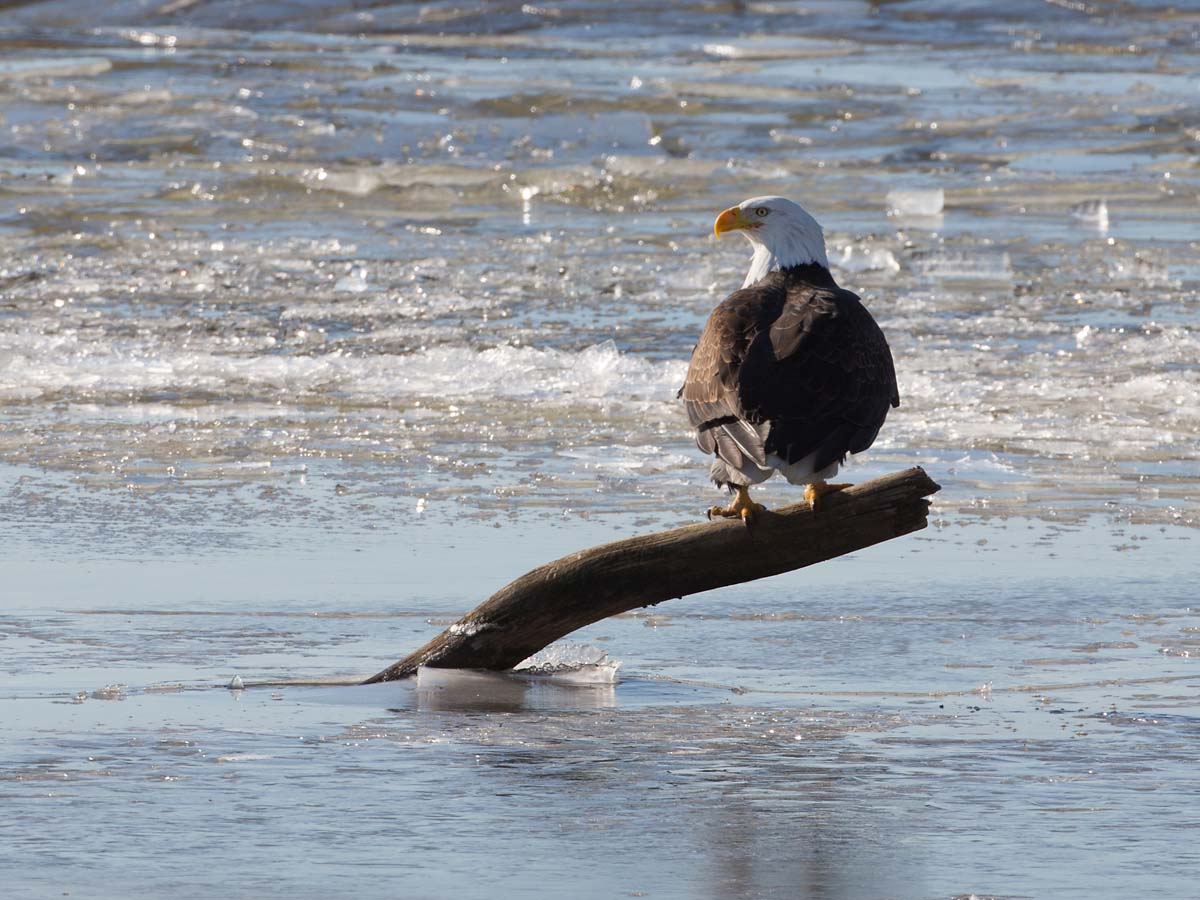 Bald eagle on the frozen Mississippi River shore, Ft. Madison, Iowa.  Click for next photo.