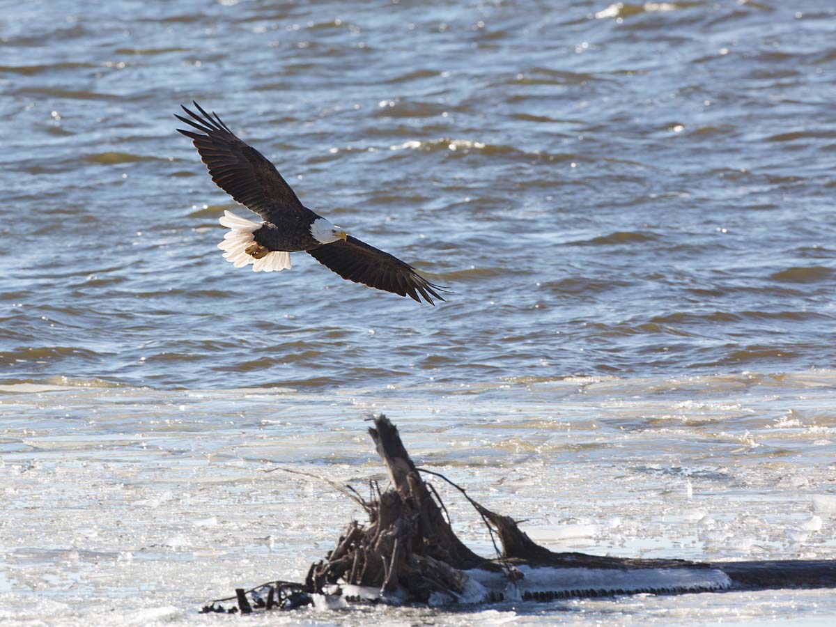 Bald eagle on the frozen Mississippi River shore, Ft. Madison, Iowa, January 2013.  Click for next photo.