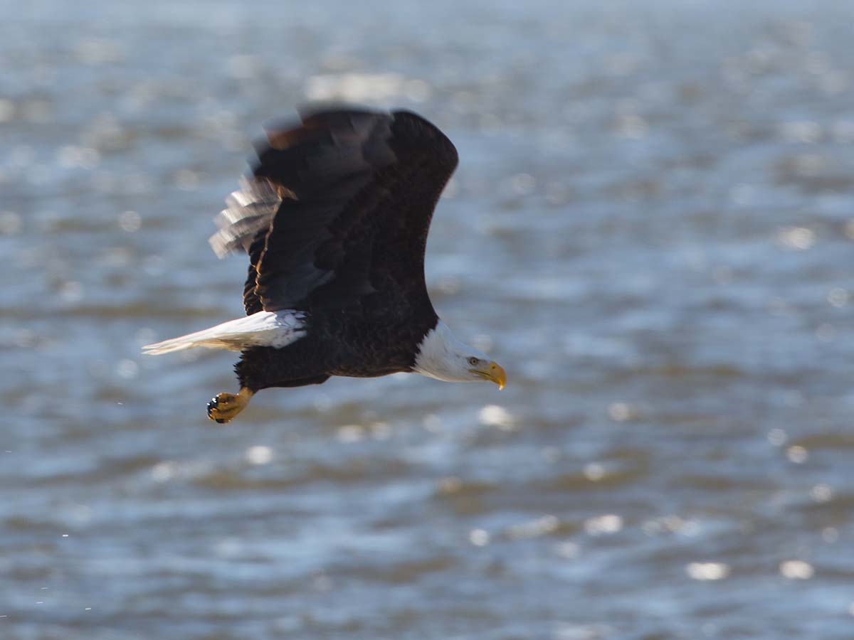 Bald eagle on the frozen Mississippi River shore, Ft. Madison, Iowa, January 2013.  Click for next photo.