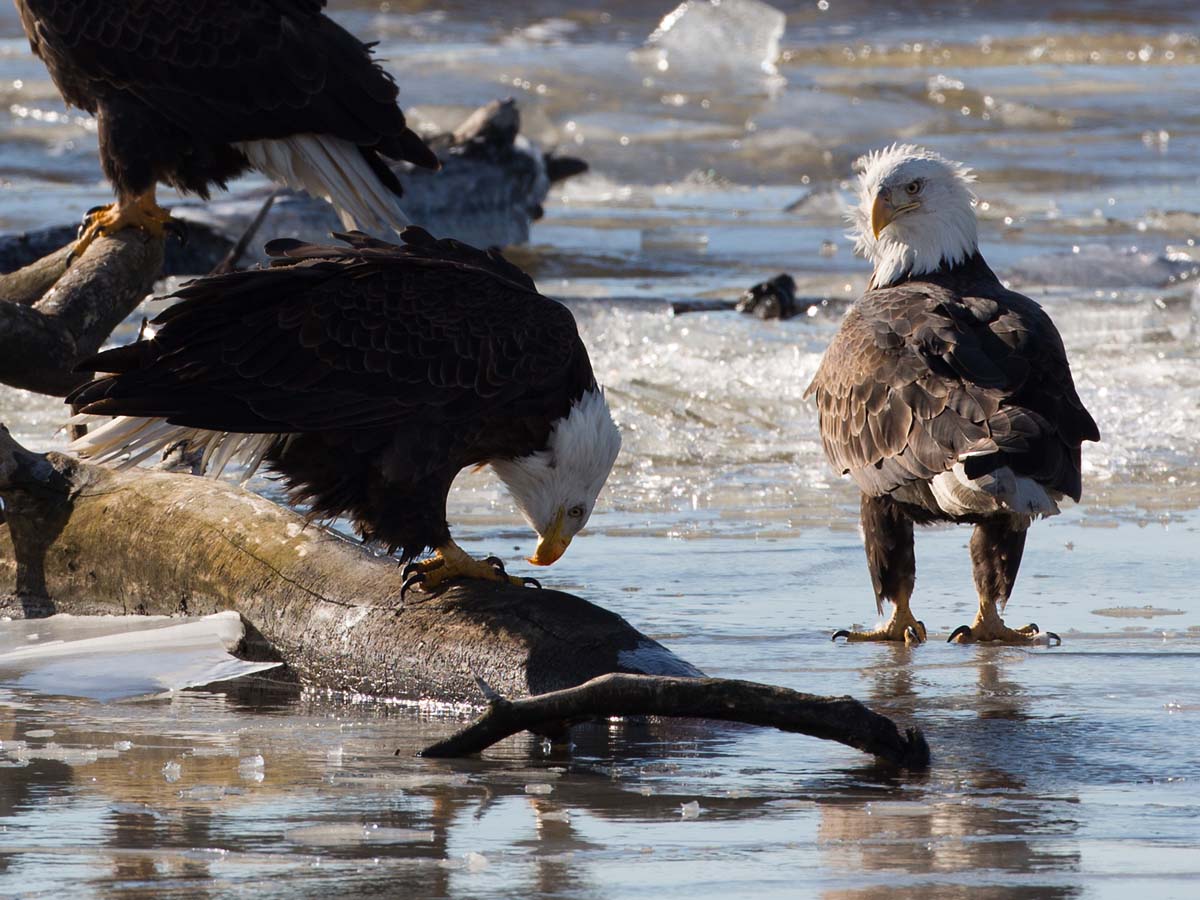Eagles on the frozen Mississippi River shore, Ft. Madison, Iowa.  Click for next photo.
