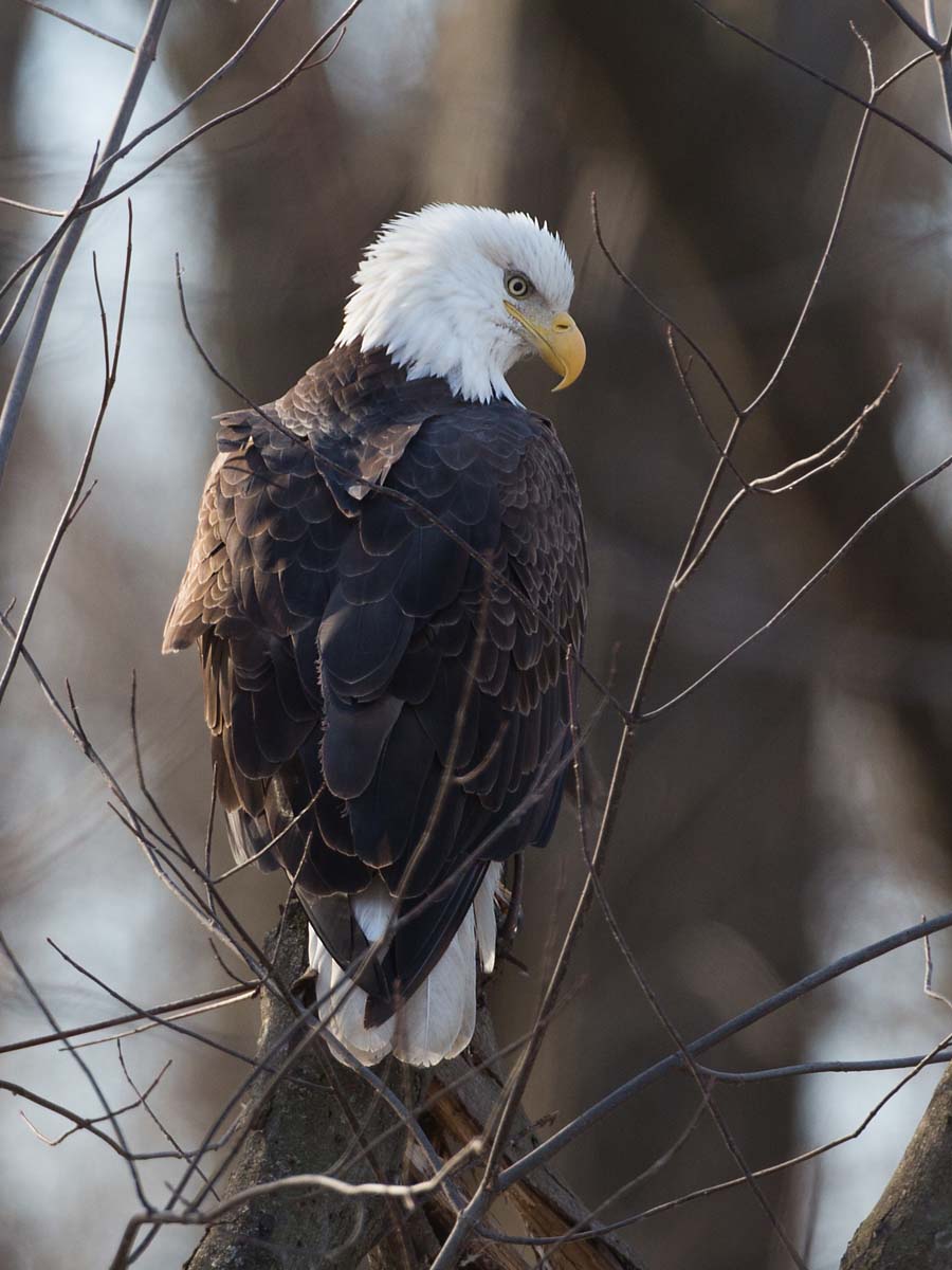 Bald eagle at Lock and Dam 18, Oquawka, Illinois, January 2013.  Click for next photo.