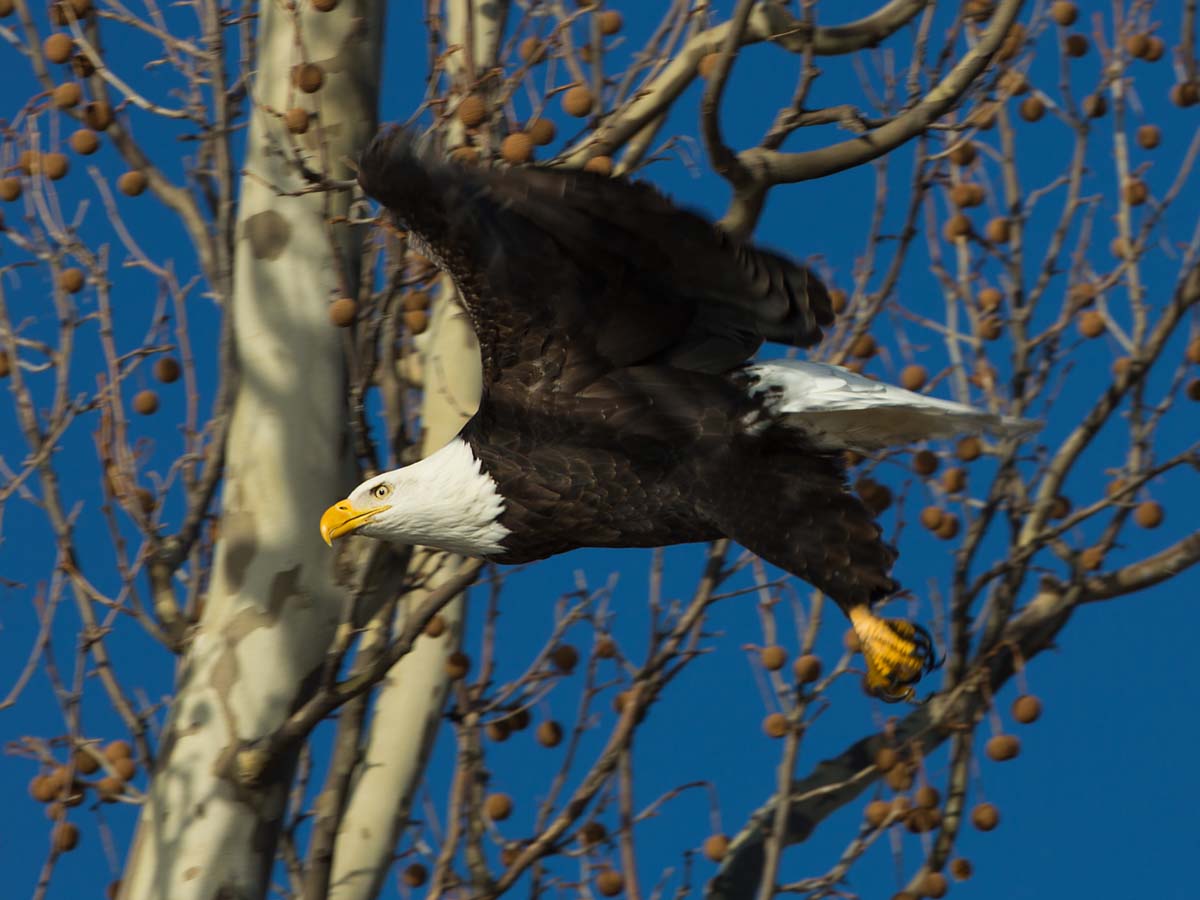Bald eagle, Ft. Madison, Iowa, January 2013.  Click for next photo.
