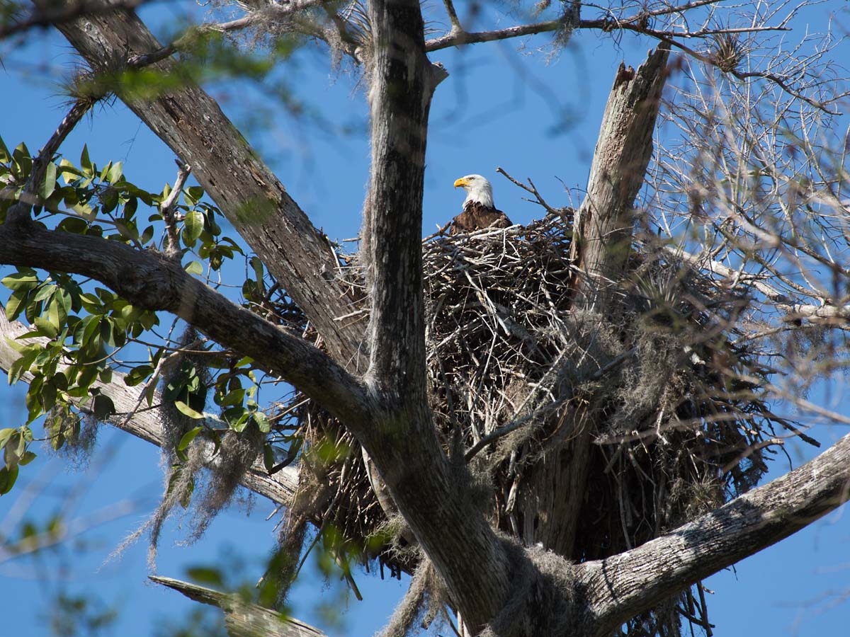 Eagles Nest, Big Cypress Bend, Florida.    Click for next photo.
