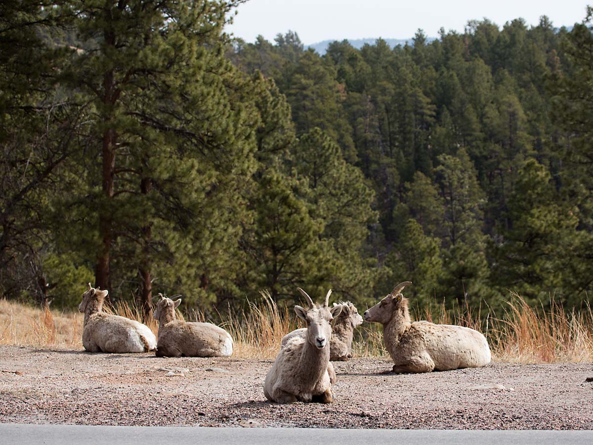 Bighorn ewes lounging by the side of the highway, Custer State Park, South Dakota.  Click for next photo.
