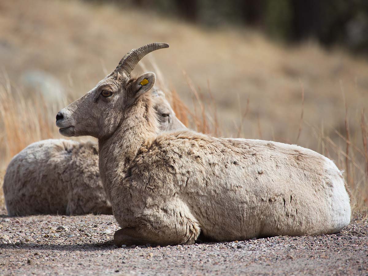 Bighorn ewes lounging by the side of the highway, Custer State Park, South Dakota.  Click for next photo.