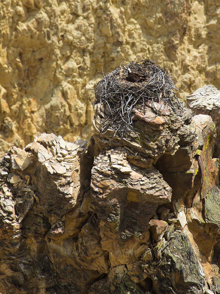 An osprey nest on a prominence in the Grand Canyon of the Yellowstone.  Click for next photo.