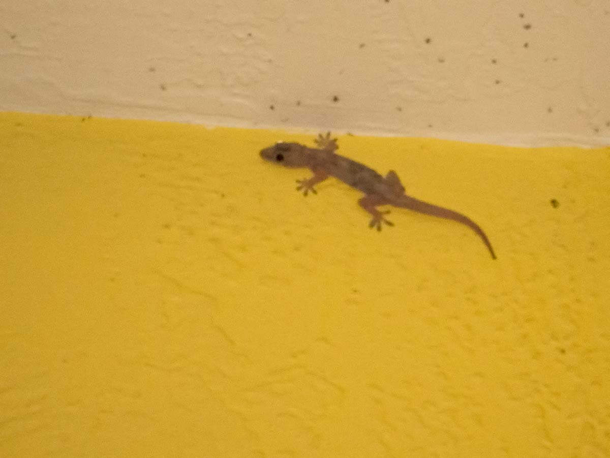 I found this little gecko inhabiting the balcony area of my hotel room in Miami.  Fortunately he stayed outside.   Click for next photo.