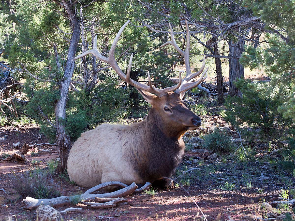 Bull elk hanging around the visitors center at Grand Canyon National Park.  Click for next photo.